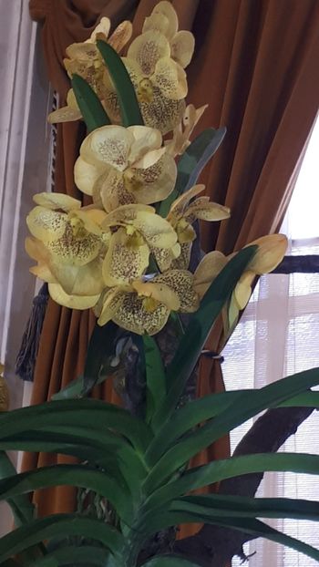  - Expozitie orhidee Budapesta 2019