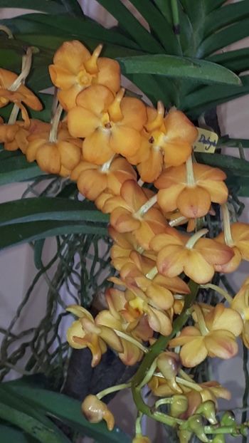  - Expozitie orhidee Budapesta 2019