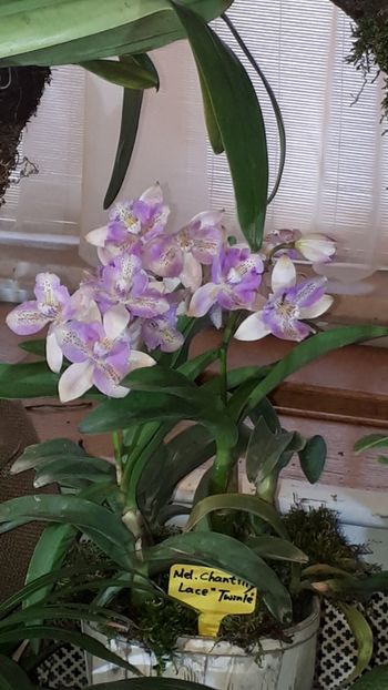  - Expozitie orhidee Budapesta 2019