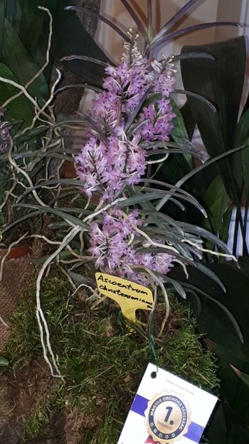  - Expozitie orhidee Budapesta 2019