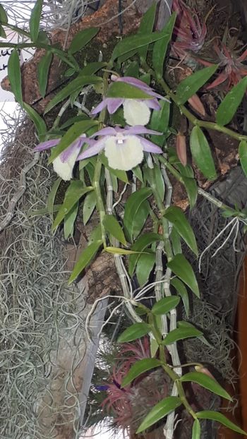  - Expozitie orhidee Budapesta 2019