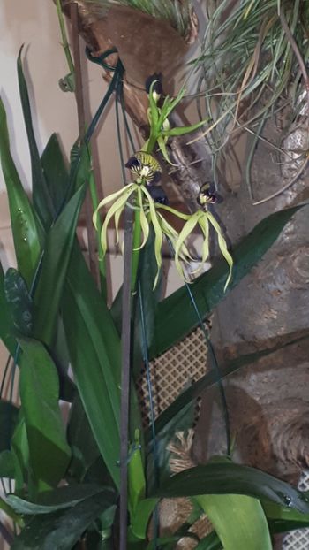  - Expozitie orhidee Budapesta 2019