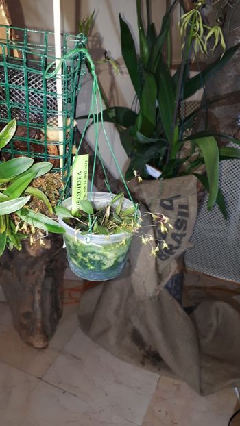  - Expozitie orhidee Budapesta 2019