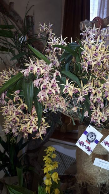  - Expozitie orhidee Budapesta 2019