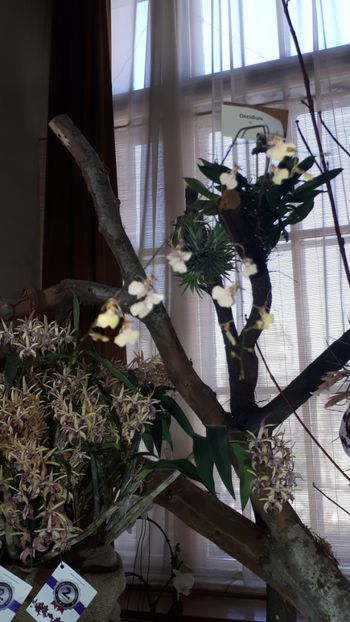  - Expozitie orhidee Budapesta 2019