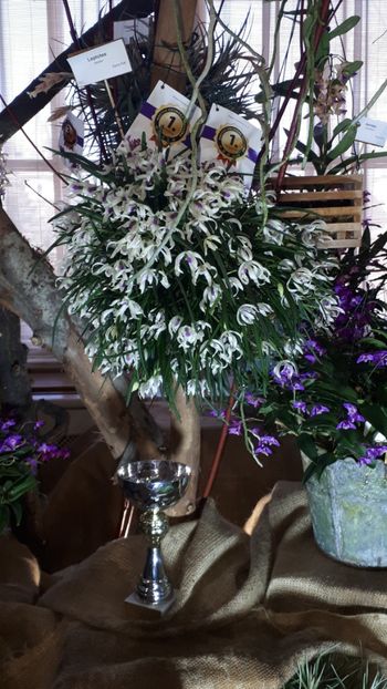  - Expozitie orhidee Budapesta 2019