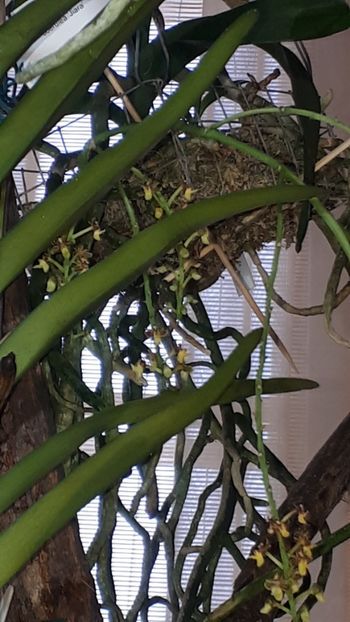  - Expozitie orhidee Budapesta 2019