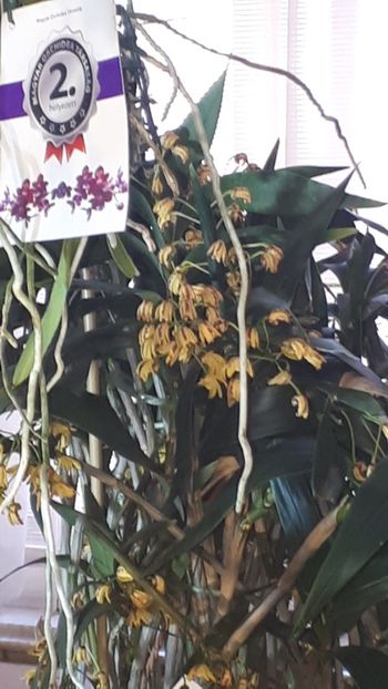 - Expozitie orhidee Budapesta 2019
