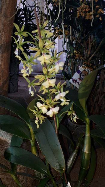  - Expozitie orhidee Budapesta 2019