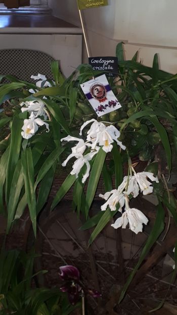  - Expozitie orhidee Budapesta 2019