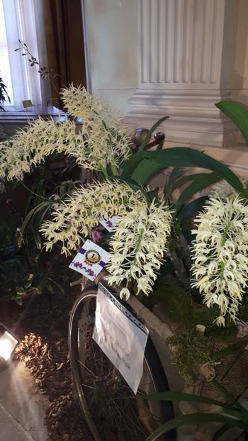  - Expozitie orhidee Budapesta 2019