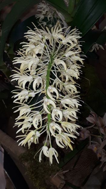  - Expozitie orhidee Budapesta 2019