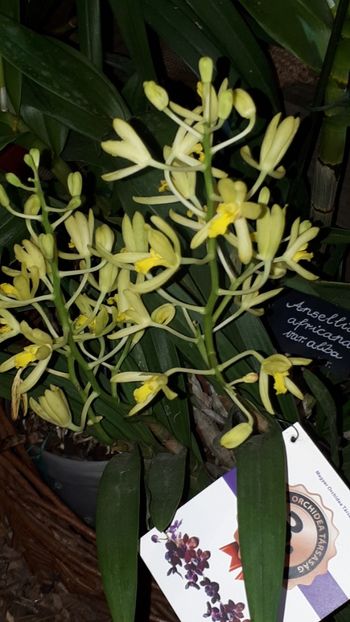  - Expozitie orhidee Budapesta 2019