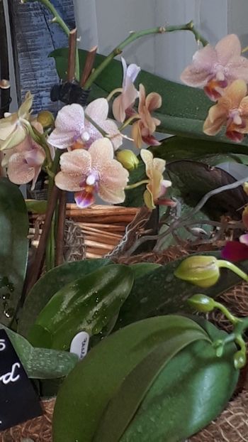  - Expozitie orhidee Budapesta 2019