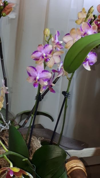  - Expozitie orhidee Budapesta 2019