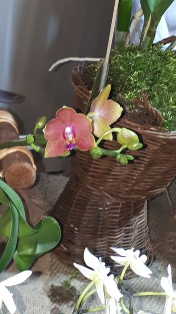  - Expozitie orhidee Budapesta 2019