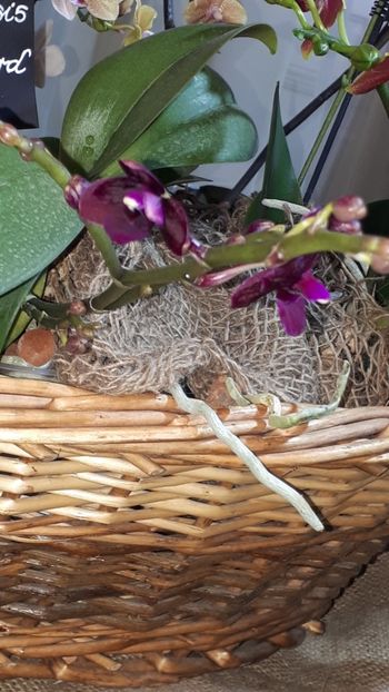  - Expozitie orhidee Budapesta 2019