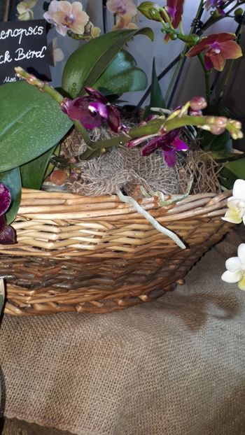  - Expozitie orhidee Budapesta 2019