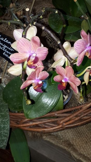  - Expozitie orhidee Budapesta 2019