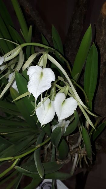  - Expozitie orhidee Budapesta 2019