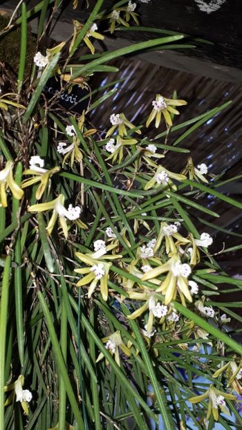  - Expozitie orhidee Budapesta 2019