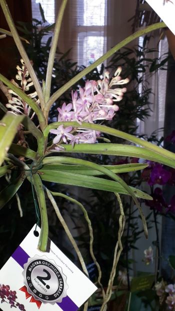  - Expozitie orhidee Budapesta 2019