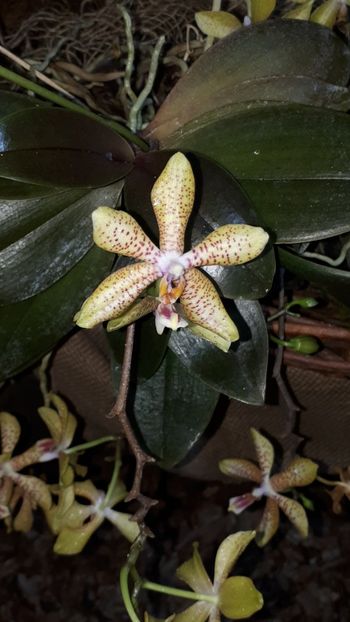  - Expozitie orhidee Budapesta 2019