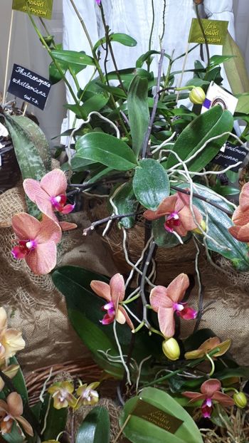  - Expozitie orhidee Budapesta 2019