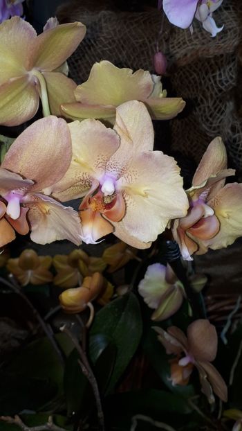  - Expozitie orhidee Budapesta 2019