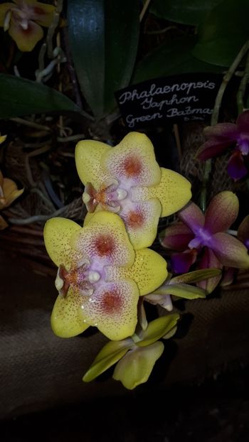  - Expozitie orhidee Budapesta 2019