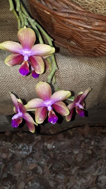  - Expozitie orhidee Budapesta 2019