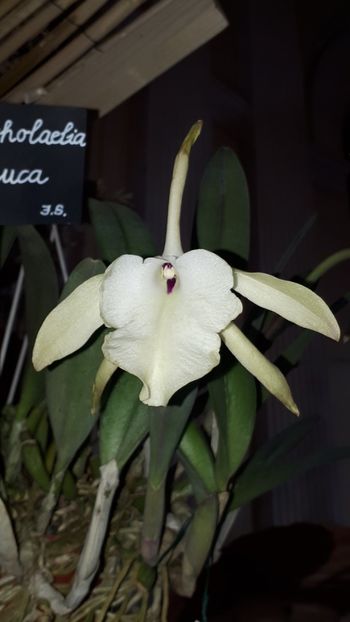  - Expozitie orhidee Budapesta 2019