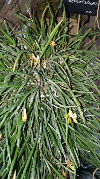  - Expozitie orhidee Budapesta 2019