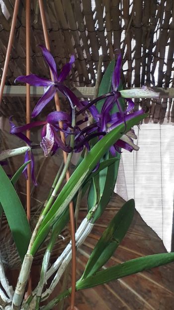  - Expozitie orhidee Budapesta 2019