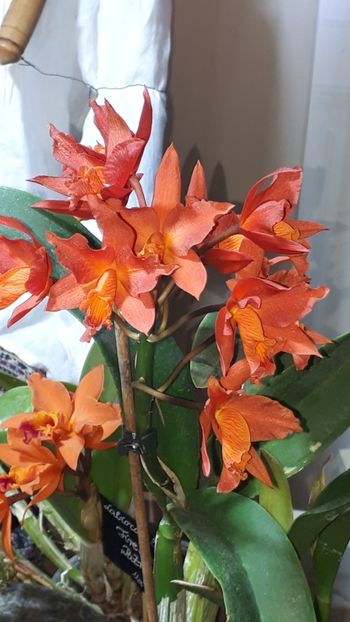  - Expozitie orhidee Budapesta 2019