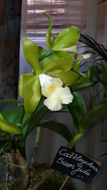  - Expozitie orhidee Budapesta 2019