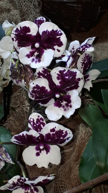  - Expozitie orhidee Budapesta 2019