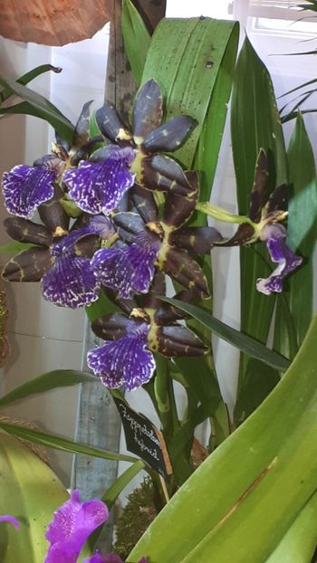  - Expozitie orhidee Budapesta 2019