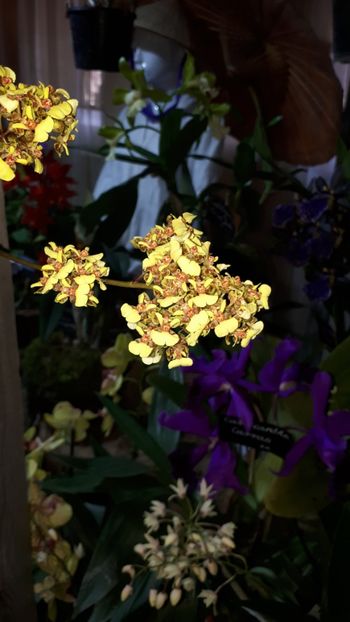  - Expozitie orhidee Budapesta 2019