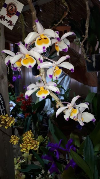  - Expozitie orhidee Budapesta 2019