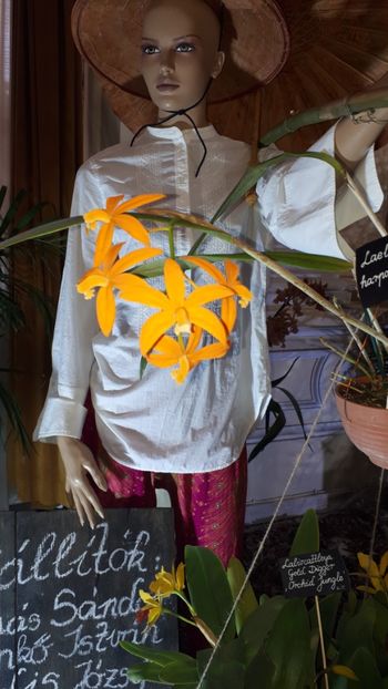  - Expozitie orhidee Budapesta 2019