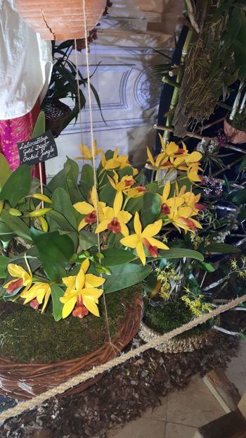  - Expozitie orhidee Budapesta 2019