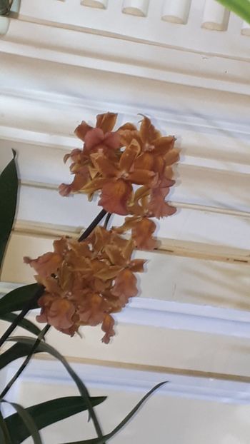  - Expozitie orhidee Budapesta 2019