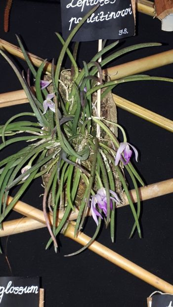  - Expozitie orhidee Budapesta 2019