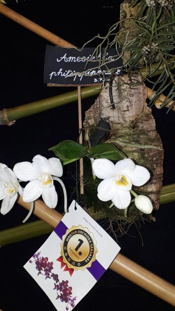  - Expozitie orhidee Budapesta 2019