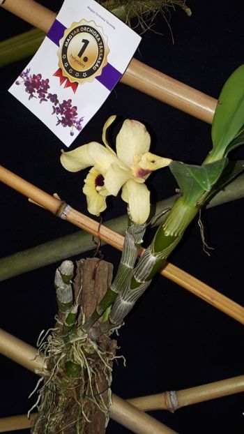  - Expozitie orhidee Budapesta 2019