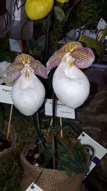  - Expozitie orhidee Budapesta 2019