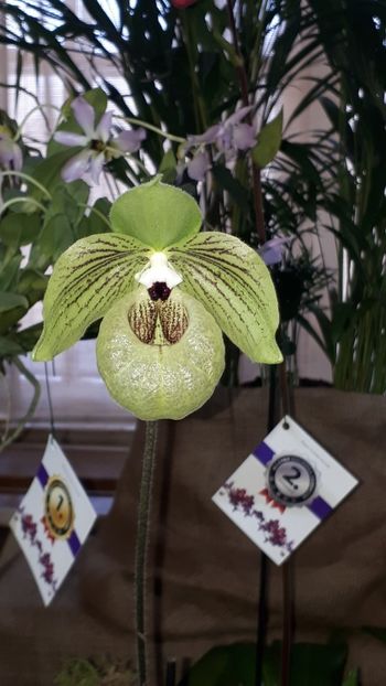  - Expozitie orhidee Budapesta 2019