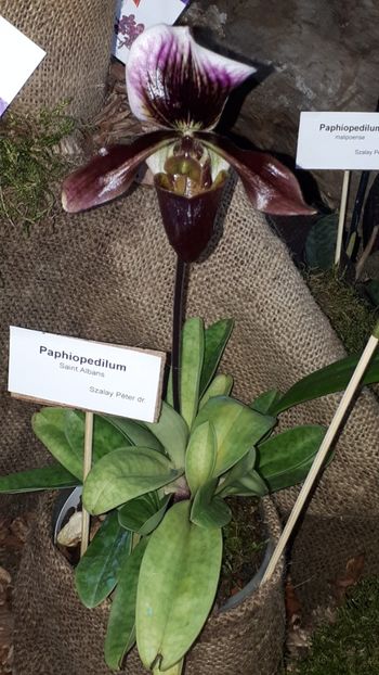  - Expozitie orhidee Budapesta 2019