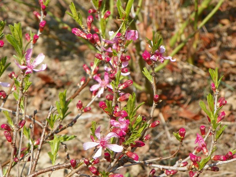 prunus tenella Fire Hill - z-Dobarland 2019
